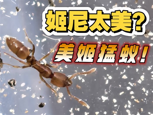 【咪咪蚁系列】野采到的美姬猛蚁Hypoponera beppin