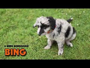 Bing the Bordoodle | 8-9 Weeks | Border Collie x Mini Poodle |