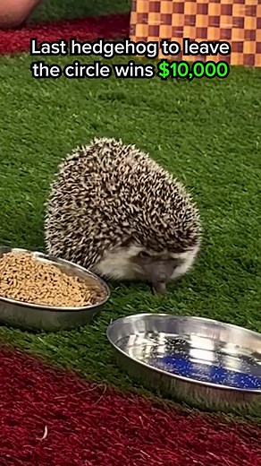 Sonic would be proud of these hedgehogs, Sonic Frontiers is available now on consoles and PC. #SEGA #SonicFrontiers