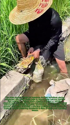 The Genius Reason Farmers Put Mud in Plastic Bags: Simple "Rice Field Hack" That Saves Water