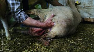 man gives birth to sheep. Livestock at farmland. Natural animal background in 4k resolution. mother sheep ewe gives birth to her lamb in a straw covered barn