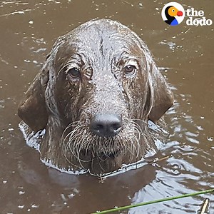 35M views · 494K reactions | This dog's favorite thing is submerging his entire body in mud  | The Dodo | Facebook