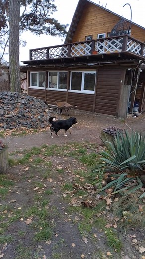 Miss Darcy is a joy and pain to be around. It has taken three visits, a few weeks and another "enemy" to show up for me to finally be accepted as "not evil". Feels great though to have a puppet accept you even without chicken for a bribe. | PawWay NGO
