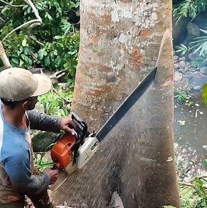 42K views · 333 reactions | The best skill cutting down tree | Watching Videos | Facebook