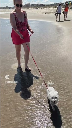 The Cutest Dog You’ll See Today 🐶 | Adorable Dog Moments