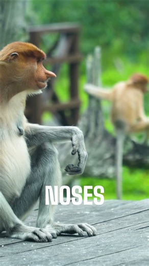 The Weirdest Nose in the Animal Kingdom 🐒