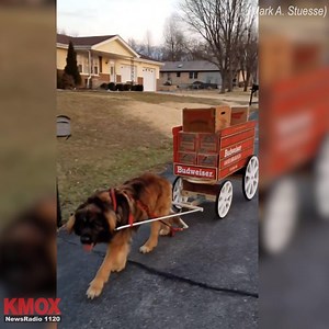 81K views · 733 reactions | Budweiser Clydesdale in training  | KMOX News | Facebook