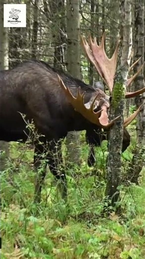 Moose on the Loose Wild Forest Encounter! #alaska #wildlife #moose