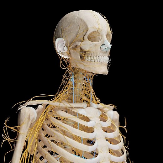 SciePro | 🧠 The phrenic nerve - a vital bridge between brain and diaphragm. Our 3D model offers unrivaled detail, a tool primed for illustrators,... | Instagram