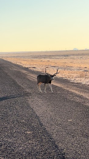 Bucks are cruising for does now on these cool mornings. #Photography #wildlife #nature #colorado #goodbull #deer #muledeer #muley #buck