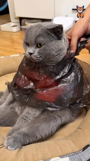 Cat got a fresh haircut 😍 | Fluffy Tales