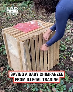 A story that will melt your heart 🥹🐒 | LADbible Ireland