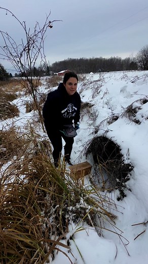 457K views · 3.4K reactions | Weasel trapping!! | SheTraps | Facebook