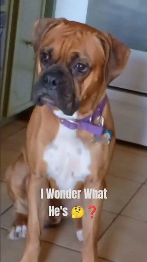 Boxer Dog Has Deep Thoughts About Life