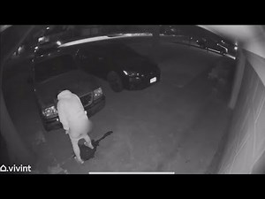 Women caught peeing on driveways at a number of homes