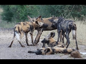 The incredible social dynamics of African Wild Dogs
