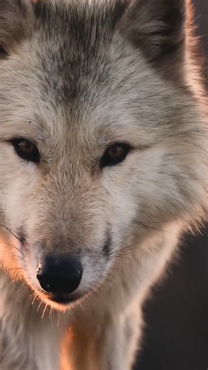 1.2K views · 257 reactions | Wolf king | We are the Alpha Wolves | Facebook