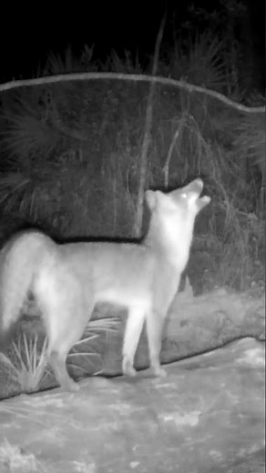 This fox scream stopped us in our tracks. Watch the full moment on our YouTube.