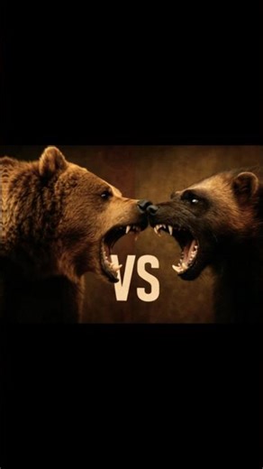 GrizzlyVS.Wolverine#fight#Bear#wolverine#nature#wild