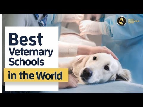 7 Best Vet Schools in the World 2022