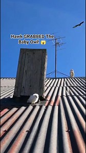 2.8K views · 12 reactions | 黎 Shocking! Ultimate Hawk Dives on Hidden...