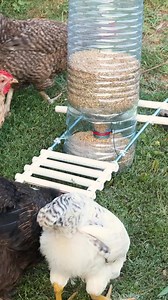 Quiet Chicken Feeding Time! | Crafty Panda How