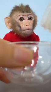 93K views · 1.7K reactions | Bi Bon Monkey enjoy with Milk Healthy ASMR #monkey #animals | Monkey vdo | Facebook