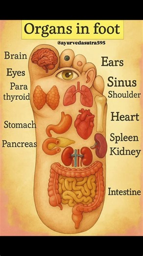Foot Reflexology Points for Body Organs | Acupressure Therapy for Full Body Wellness 🦶