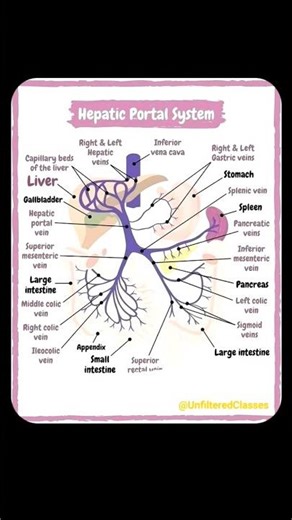 🔥HEPATIC PORTAL SYSTEM in 6 Seconds! #shorts #unfilteredclasses