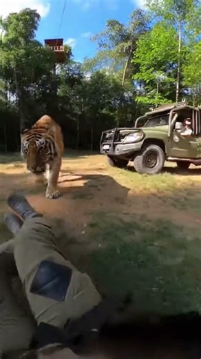 Forest Freefall — Rescue Rush