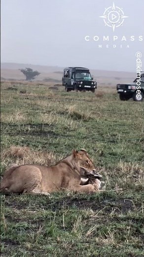Lion Ambushes Baby Gazelle