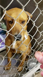 ADOPTED! :) 💕 Puppy Love! 💕 #A4224603 "Carson" Intake 3/9 Now ADOPTABLE! Found @ Van Buren & Avondale, AVONDALE Nextdoor Zip Code: 85323 SO HANDSOME! And those brown eyes! 😍 Carson came in as a Stray out of Avondale & like so many others his Owners never came for him so he has been patiently waiting for his forever family to see him & fall in love! He is listed by the Shelter as an only 10 month old Lab Mix, not yet neutered, microchipped, or wearing a collar at Intake. He is about 48lbs & ha