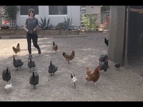 Calling your chickens home! How to train a recall with your chickens