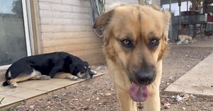 Lost pet scams: Plea to find missing Tucson dogs was perfect bait for suspected scammers