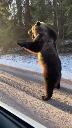 Giant Bear & Wolf Chase Car: What Happens Next is Terrifying