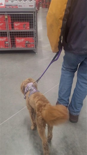 6 Month Old Puppy Training Inside Home Depot #dogtraining #goldendoodle