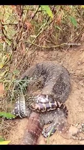 Komodo dragon fighting a python  | One One Mini | Facebook