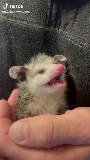 Baby Possum Growling | Wildlife Rescue Sounds