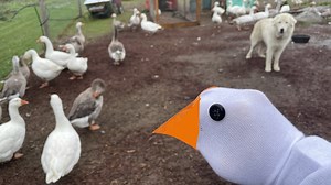 Tricking Geese With a Sock Puppet on the Farm
