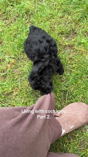 Living with a Cockapoo: Part 2 Insights and Fun