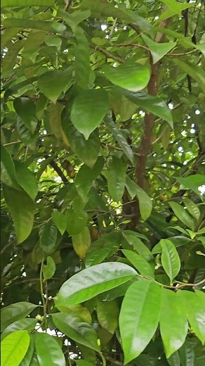 Nutmeg Tree | Jathikai | Jaiphal | Jathikka | Natural Spice Source