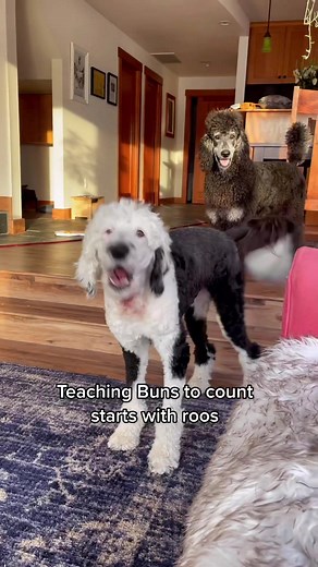 Mathematical Abilities in Dogs: Teaching Your Smart Dog to Count