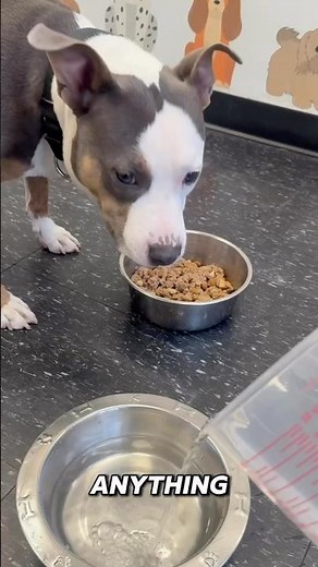 How we treat our shelter dogs, in a nut shell 🐶💚