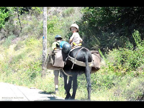 Activités autour de l'abeille CP /CE1 • ReCreatisse