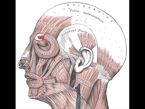 Corrugator Supercilii Muscle