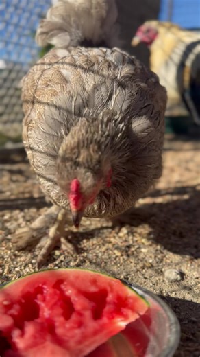 On September 12th, Lissy had an appointment for euthanasia with our avian vet. Despite a laundry list of treatments, she was no longer eating and wasn’t enjoying being alive anymore. But the morning of her appointment, she sharply turned a corner and gave us all the signs she wanted to have a few more days of sunshine and treats, and the love of her best friend, Kira. And that’s what we thought we’d get, a few more days to spoil her and a pampered send off. But as you can see, she’d decided on a