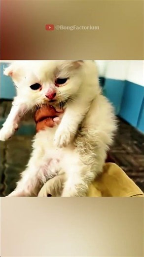 A heartbreaking plea for help #animals #Funny #rescue #love #cute #pets #cat