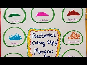 Bacterial colony edges/margin on agar plates #bacteriology #microbiology #raqbamicrohub