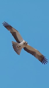 Another lifer for me.Booted Eagle!Thank to our amazing bird watching guide Mr. Ogün Aydın yesterday my wife and I saw few lifers. ...#eagle #bootedeagle #birdsofprey #wildlife #Bolu #türkiye | Tohid Azimi