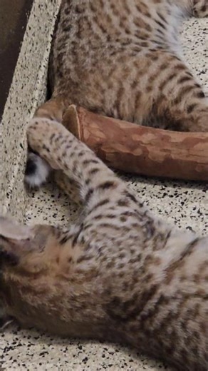 Adorable Baby Bobcats at Play! 🐾❤️